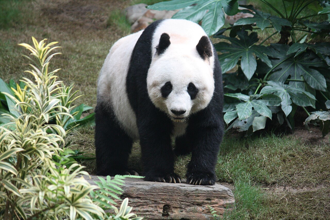 Day 02 - Giant Panda Experience & Flight to Beijing